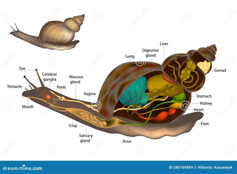 Snails Slugs Anatomy. Snail Body Structure Diagram. Internal And ...