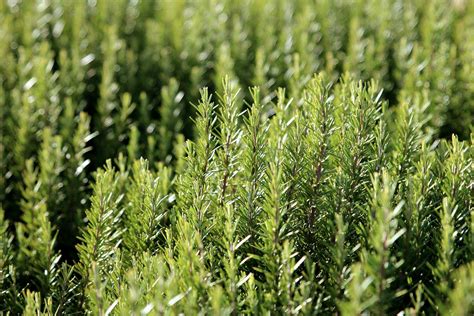 Arp Rosemary | Greenwood Nursery