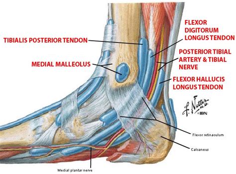 Medial Ankle Anatomy Ligaments | Car Interior Design