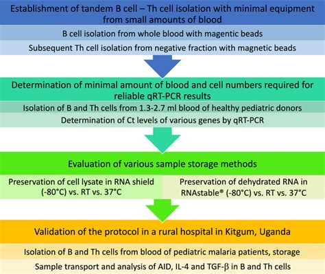 Establishment of the protocol. In a first step, tandem isolation of B ...