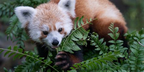 Red panda | Smithsonian's National Zoo and Conservation Biology Institute