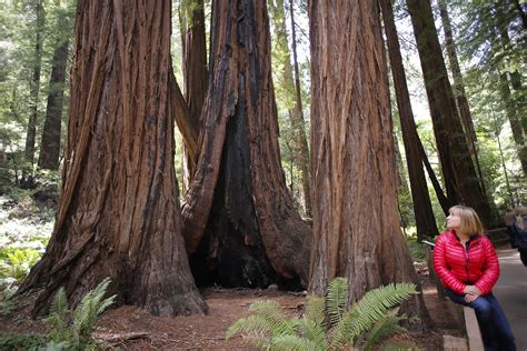 777-year-old tree is a babe in Muir Woods