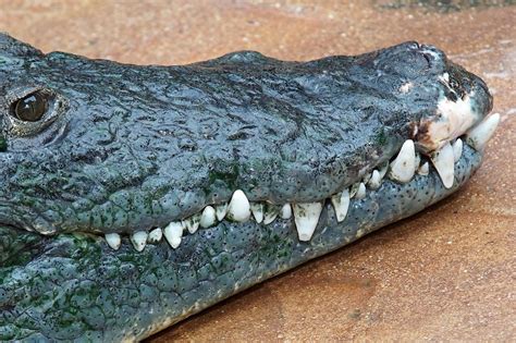 Crocodile Teeth Snout - Free photo on Pixabay