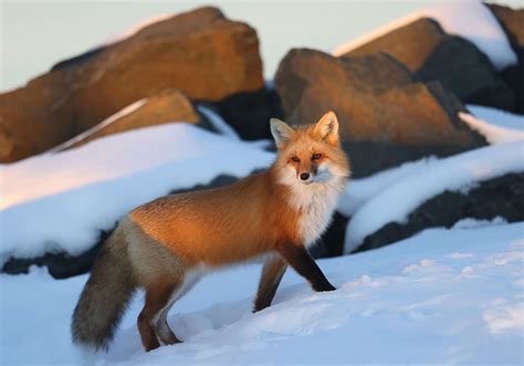 Animal Facts: Red fox | Canadian Geographic