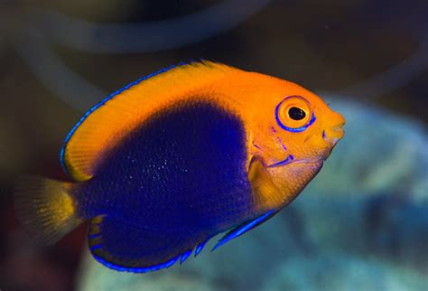 African Flameback Angelfish successfully captive bred by Reef Culture ...