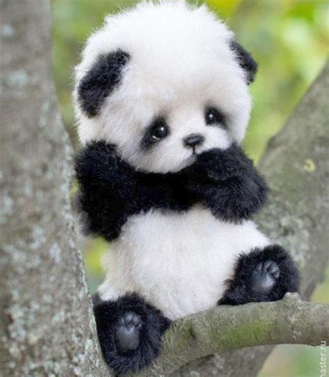 Cute panda : r/aww