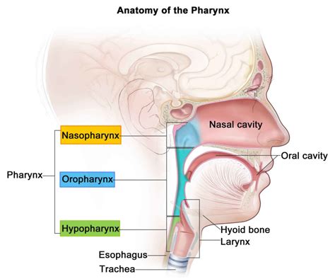 Pharynx - Anatomy & Function in Respiratory System