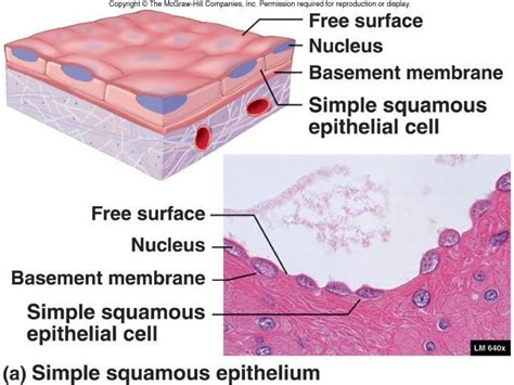 Simple Squamous Epithelium Basement Membrane