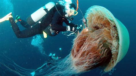 Monsters of the Deep: Jellyfish Threaten the World's Seas - ABC News