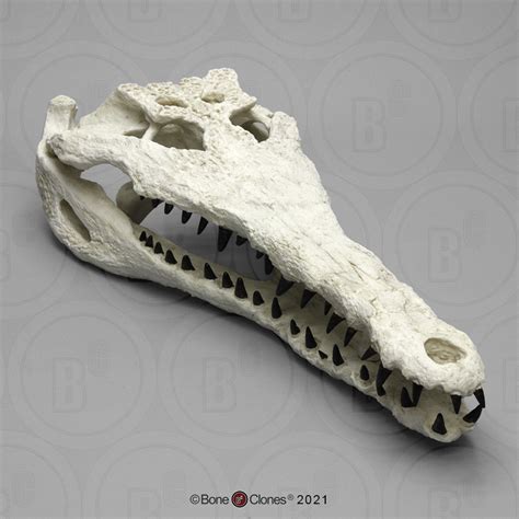 Gavialosuchus Skull (Giant Fossil Crocodile) - Bone Clones ...