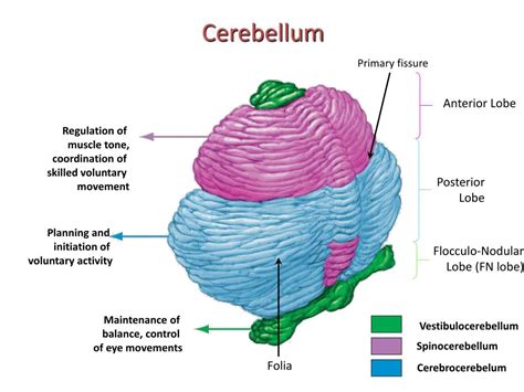 PPT - Cerebellum 1 PowerPoint Presentation, free download - ID:3066230