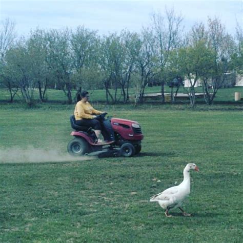 Something unexpected happened when a fox stole a goose from the yard of ...