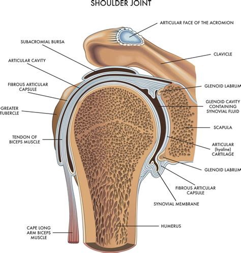 What You Need to Know about Paralabral Cyst Shoulder - Sport Doctor London