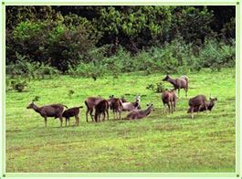 Periyar Wildlife Sanctuary - Periyar Wildlife Sanctuary Kerala ...