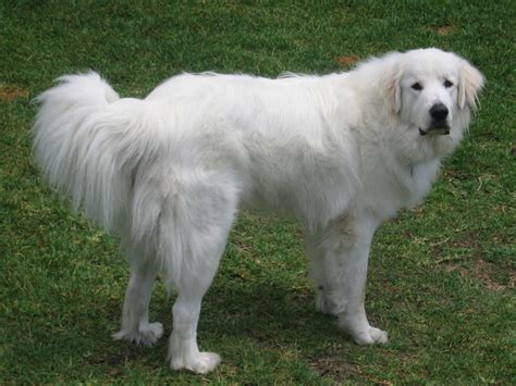 Great Pyrenees Breed Guide - Learn about the Great Pyrenees.