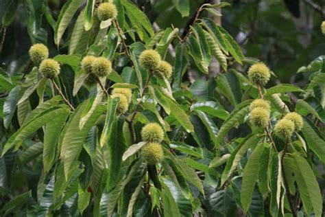 Chinese Chestnut Tree Facts, Uses, and Planting Tips - HubPages