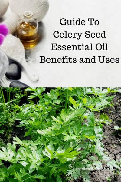 Celery Seed Essential Oil Benefits and Uses In Aromatherapy