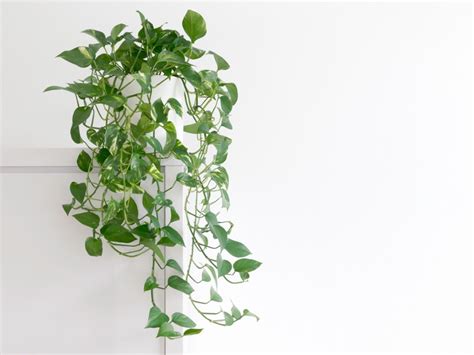 Pothos Plant - Tips For Easy Pothos Care | Gardening Know How