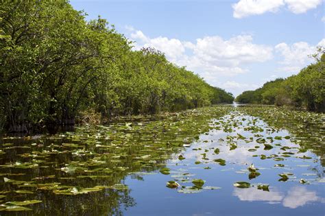 Everglades Swamp In Florida - Lewis, Longman & Walker, P.A.