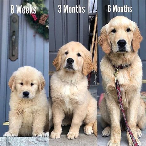 Dog | Golden Retriever Puppy 😍 on Instagram: “They grow up so fast😍😓 ...