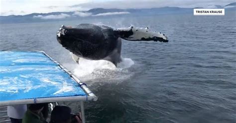 Massive whale jumps toward tour boat, soaking sightseers