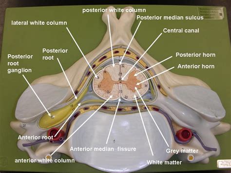 Nervous System Models - Labeled Brain and Spinal Cord | Nerve anatomy ...