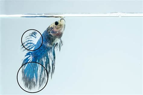 Understanding the Journey of Betta Fish: Healing Fin Loss and ...