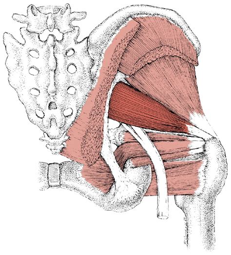 Piriformis Trigger Points