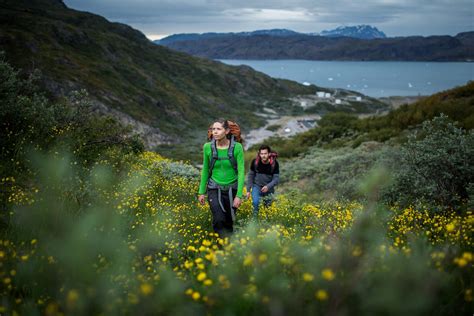 Hiking up through yellow flowers in Narsarsuaq. By Mads Pihl