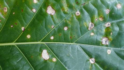 Common Houseplant Diseases: Identification And Treatment - Smart Garden ...