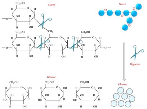 Amylase Enzyme - Alpha Amylase, Function, Where Amylase Produced