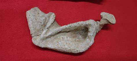 Fossil - Mandible - Rara mandibula - Catawiki