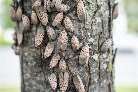 Get Prepared For The Spotted Lanternfly! - Tomlinson Bomberger