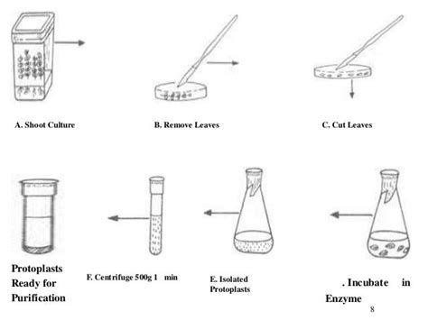 Protoplast fusion