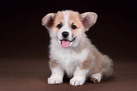 Pembroke Welsh Corgi Puppies are Furrrever! - Furry Babies