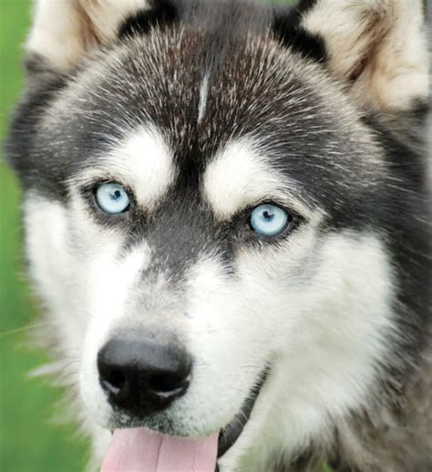 Siberian Husky | Newport Harbor Animal Hospital