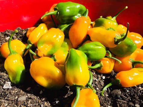 How to Grow Habanero Pepper Plants In Pots | Grow Hot Peppers