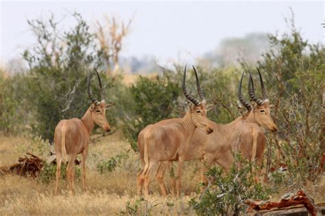 The Hirola or Hunter’s hartebeest. - Nyika Silika