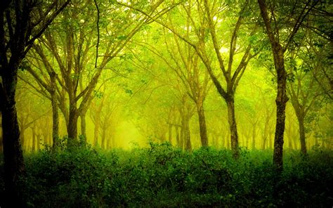 forest, Green, Nature, Landscape Wallpapers HD / Desktop and Mobile ...