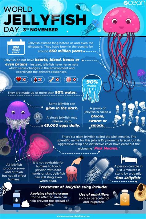 Jellyfish Food Chain