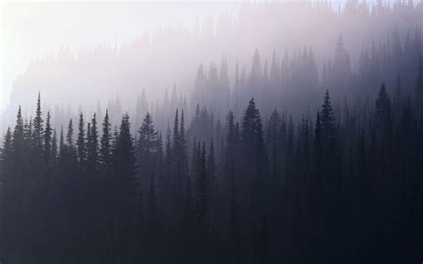 Foggy Forest Wallpapers - Wallpaper Cave