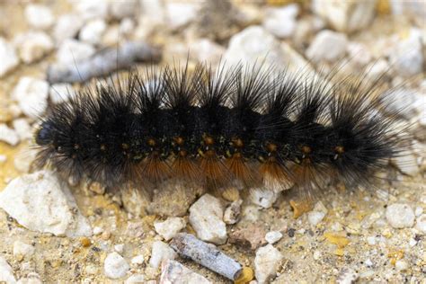 Davis: What is that fuzzy black caterpillar? | Features | news-journal.com