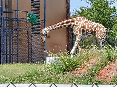 Oklahoma City Zoo - Go Wandering