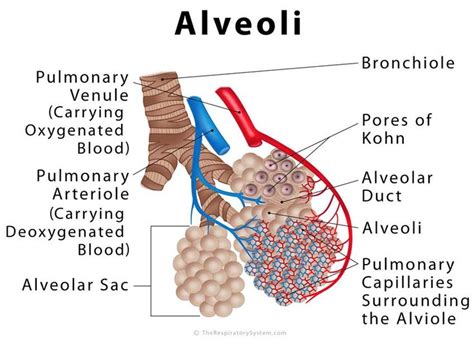 the anatomy of an alveoli is shown in this diagram, with labels on it