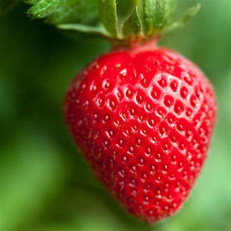 Strawberry, Beautiful Strawberry, #20700