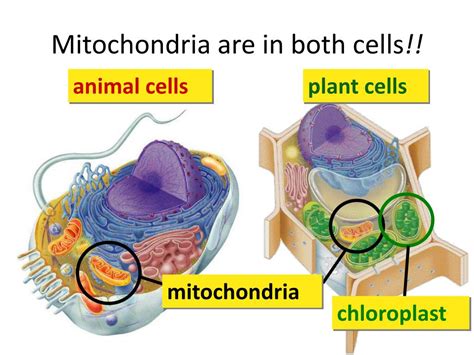 Animal Cell Mitochondria / Mitochondria - Eukaryotic Cell Structure ...