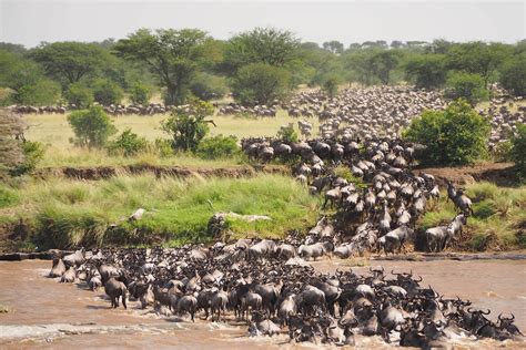 The Serengeti’s Four Regions And Why They Are Important | Toto Africa ...