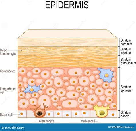 Epidermis Layers. Epithelial Cells. Structure Of The Humans Skin ...