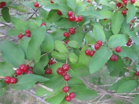 Help me ID these three red berry bushes fruiting now (plants forum at ...