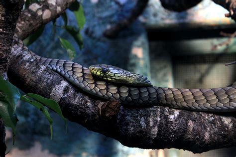 Free picture: western green mamba, snake